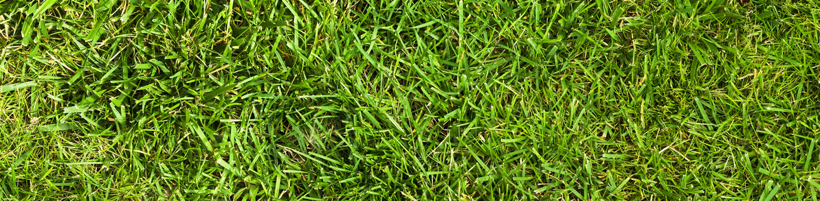 Miss Soft Grass? Ask Us About Our Crab Grass Treatment